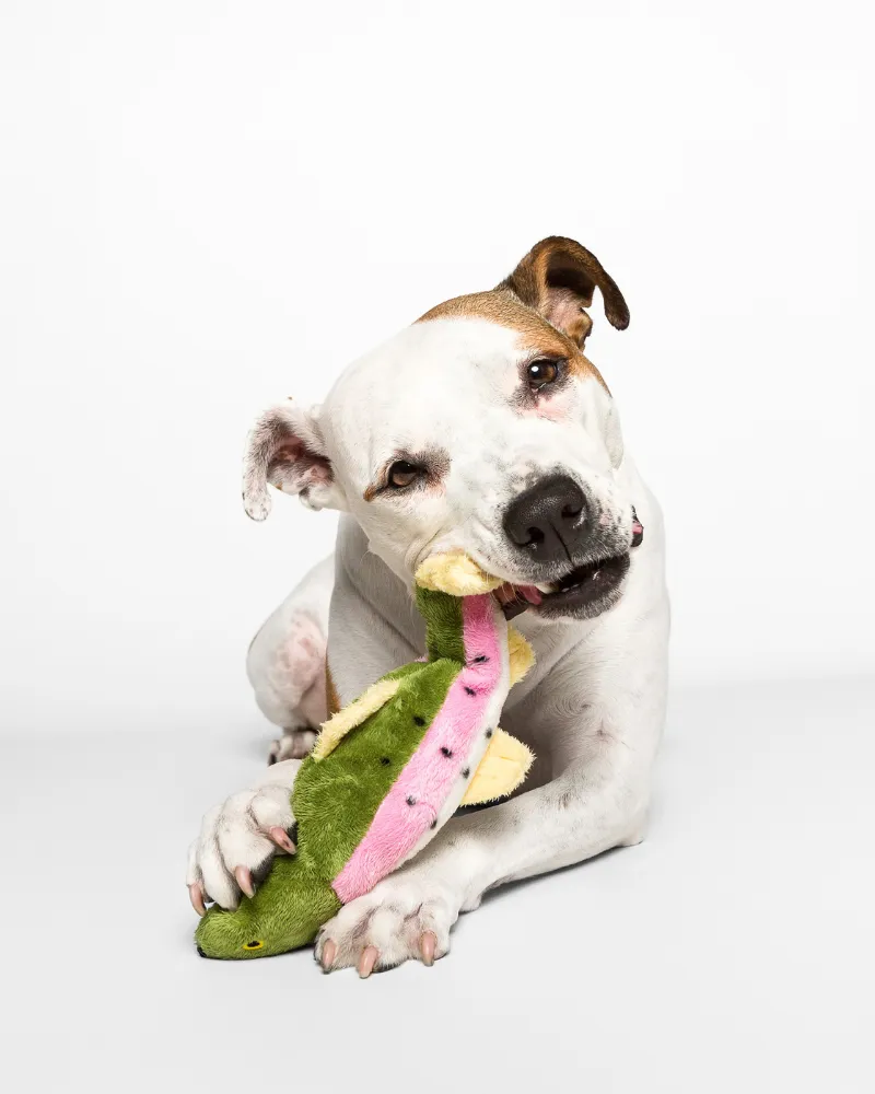 Burt the Lake Trout Dog Toy